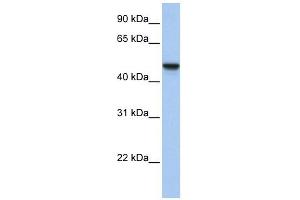 C20ORF3 antibody used at 1 ug/ml to detect target protein. (APMAP 抗体  (N-Term))