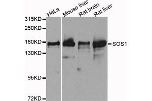 Western blot analysis of extracts of various cell lines, using SOS1 antibody. (SOS1 抗体)