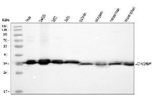 Western blot analysis of C1QBP using anti-C1QBP antibody (ABIN4886491). (C1QBP 抗体  (AA 190-282))