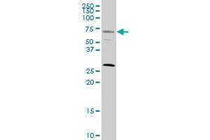 SRF monoclonal antibody (M02), clone 1C8. (SRF 抗体  (AA 406-508))