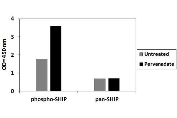 INPP5D ELISA 试剂盒