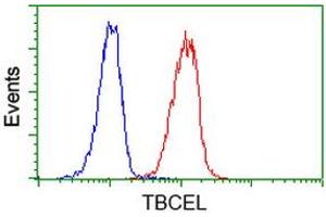 Image no. 2 for anti-Tubulin Folding Cofactor E-Like (TBCEL) antibody (ABIN1501325) (TBCEL 抗体)