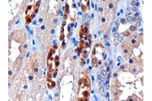 ABIN2561616 (3µg/ml) staining of paraffin embedded Human Kidney. (CBR1 抗体  (C-Term))
