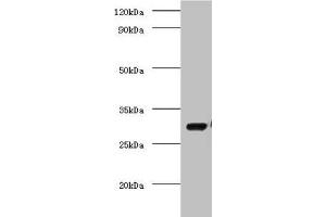 Western blot All lanes: COP9 signalosome complex subunit 7a antibody at 2 μg/mL + Mouse brain tissue Secondary Goat polyclonal to rabbit IgG at 1/10000 dilution Predicted band size: 30 kDa Observed band size: 30 kDa (COPS7A 抗体  (AA 2-275))