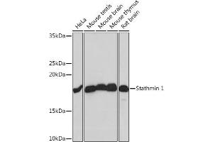 Western blot analysis of extracts of various cell lines, using Stathmin 1 Rabbit mAb (ABIN1678518, ABIN3018873, ABIN3018874 and ABIN7101680) at 1:1000 dilution. (Stathmin 1 抗体)