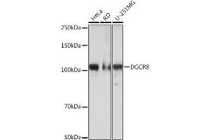 Western blot analysis of extracts of various cell lines, using DGCR8 Rabbit mAb (ABIN7266760) at 1:1000 dilution. (DGCR8 抗体)