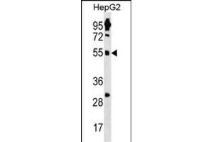 ZN Antibody (N-term) (ABIN1539262 and ABIN2850403) western blot analysis in HepG2 cell line lysates (35 μg/lane). (ZNF500 抗体  (N-Term))