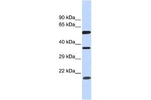 NT5DC1 antibody used at 1 ug/ml to detect target protein. (NT5DC1 抗体  (N-Term))