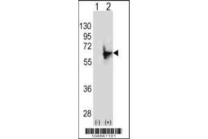 Western blot analysis of NMT2 using rabbit polyclonal NMT2 Antibody (E31) using 293 cell lysates (2 ug/lane) either nontransfected (Lane 1) or transiently transfected (Lane 2) with the NMT2 gene. (NMT2 抗体  (N-Term))