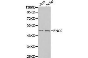 Western Blotting (WB) image for anti-Enolase 2 (Gamma, Neuronal) (ENO2) antibody (ABIN1872538) (ENO2/NSE 抗体)