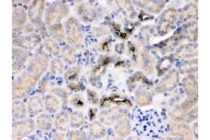 IHC testing of FFPE rat kidney with GNB1 antibody at 1ug/ml.