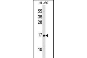 HIST1H2BD Antibody (N-term) (ABIN1538789 and ABIN2850511) western blot analysis in HL-60 cell line lysates (35 μg/lane). (HIST1H2BD 抗体  (N-Term))