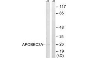 Western Blotting (WB) image for anti-Apolipoprotein B mRNA Editing Enzyme, Catalytic Polypeptide-Like 3A (APOBEC3A) (AA 27-76) antibody (ABIN2890531) (APOBEC3A 抗体  (AA 27-76))