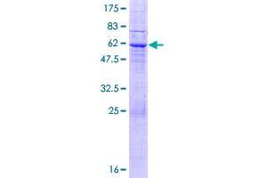 LRRC10 Protein (AA 1-277) (GST tag)
