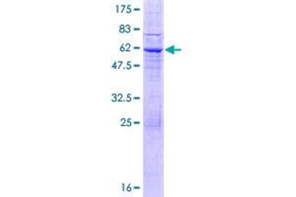 LRRC10 Protein (AA 1-277) (GST tag)