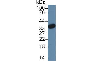 Western Blot; Sample: Human Hela cell lysate; Primary Ab: 3µg/ml Rabbit Anti-Mouse HMG20B Antibody Second Ab: 0. (HMG20B 抗体  (AA 1-213))