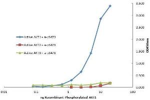 Plate was coated with monoclonal anti AKT1 antibody (capture antibody) followed by incubation with recombinant AKT1, AKT2, AKT3 proteins.