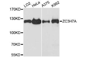 Western blot analysis of extracts of various cell lines, using ZC3H7A antibody. (ZC3H7A 抗体  (AA 1-220))