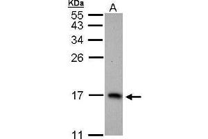WB Image Sample (30 ug of whole cell lysate) A: H1299 15% SDS PAGE antibody diluted at 1:1000 (PTS 抗体)
