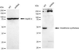 Western blotting analysis using Glutathione Synthetase antibody (ABIN7798760). (Recombinant Glutathione Synthetase 抗体)