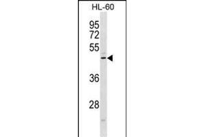 CMKLR1 Antibody (C-term) (ABIN1881215 and ABIN2839054) western blot analysis in HL-60 cell line lysates (35 μg/lane). (CMKLR1 抗体  (C-Term))