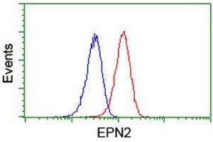 Image no. 5 for anti-Epsin 2 (EPN2) antibody (ABIN1498051) (Epsin 2 抗体)