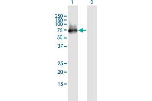 Western Blot analysis of ERRFI1 expression in transfected 293T cell line by ERRFI1 MaxPab polyclonal antibody. (ERRFI1 抗体  (AA 1-462))