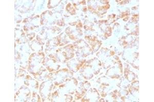 IHC testing of FFPE human pancreas with VLDLR antibody (clone VLPR-1). (VLDLR 抗体  (C-Term))