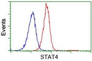 Image no. 4 for anti-Signal Transducer and Activator of Transcription 4 (STAT4) antibody (ABIN1501178) (STAT4 抗体)
