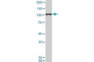 Western Blotting (WB) image for anti-Mitogen-Activated Protein Kinase 6 (MAPK6) (AA 612-721) antibody (ABIN519220)