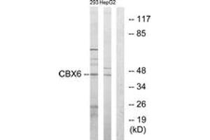 Western blot analysis of extracts from 293/HepG2 cells, using CBX6 Antibody. (CBX6 抗体  (AA 10-59))