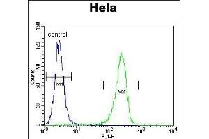 CCNH Antibody (N-term) (ABIN655160 and ABIN2844778) flow cytometric analysis of Hela cells (right histogram) compared to a negative control cell (left histogram). (Cyclin H 抗体  (N-Term))