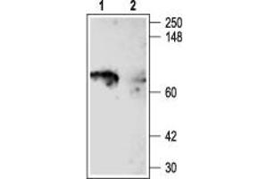 Western Blotting (WB) image for anti-Potassium Voltage-Gated Channel, Shaker-Related Subfamily, Member 5 (KCNA5) (AA 513-602), (Intracellular) antibody (ABIN7043528)