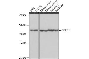 Western blot analysis of extracts of various cell lines, using OPRD1 Rabbit mAb (ABIN7269100) at 1:1000 dilution. (OPRD1 抗体)