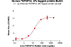 Tumor Necrosis Factor (Ligand) Superfamily, Member 12 (TNFSF12) protein (Fc Tag)