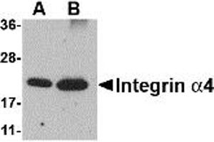 Western Blotting (WB) image for anti-Integrin alpha 4 (ITGA4) (Middle Region 1) antibody (ABIN1031188) (ITGA4 抗体  (Middle Region 1))