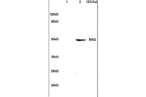SDS-PAGE (SDS) image for anti-Clusterin (CLU) (AA 331-449) antibody (ABIN685342)