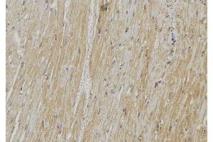 ABIN6278542 at 1/100 staining Mouse muscle tissue by IHC-P. (Vamp-1+2+3 抗体)