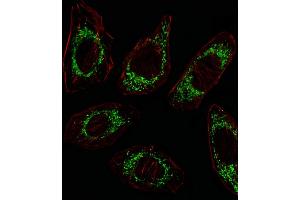 Fluorescent image of A549 cell stained with OAT Antibody (N-term) (ABIN652844 and ABIN2842548)/SA100310AG. (OAT 抗体  (N-Term))