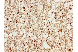 IHC image of ABIN7160445 diluted at 1:600 and staining in paraffin-embedded human brain tissue performed on a Leica BondTM system. (MAG 抗体  (AA 25-516))