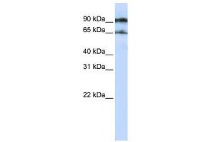 VSIG8 antibody used at 1 ug/ml to detect target protein.