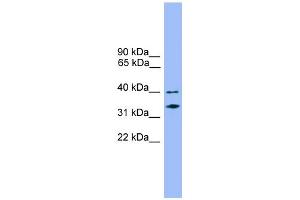 WB Suggested Anti-NDFIP2 Antibody Titration:  0. (NDFIP2 抗体  (Middle Region))
