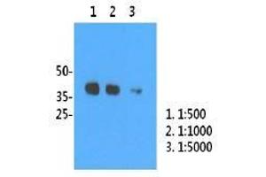 Image no. 2 for anti-Influenza A Virus H1N1 antibody  (AA 18-344) (ABIN1107746) (Influenza A Virus H1N1 抗体  (AA 18-344))
