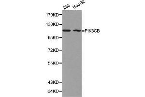 Western blot analysis of 293 cell and HepG2 cell lysate using PIK3CB antibody. (PIK3CB 抗体  (AA 771-1070))