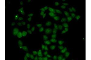 Immunofluorescence analysis of U2OS cells using FGF14 antibody. (FGF14 抗体  (AA 1-252))