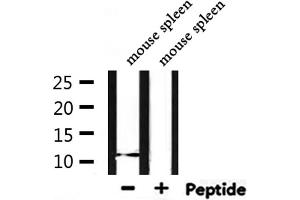 Western blot analysis of extracts from mouse spleen, using Acetyl-Histone H4 (Lys12) Antibody. (Histone H4 抗体  (acLys12))