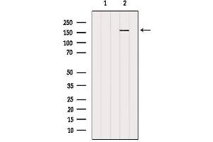 Western blot analysis of extracts from 3t3, using RPGRIP1L Antibody. (RPGRIP1L 抗体  (N-Term))
