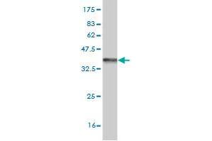 Western Blot detection against Immunogen (36. (Mars (MARS) (AA 801-899) 抗体)