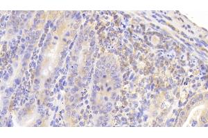 Detection of MUC5B in Mouse Small intestine Tissue using Polyclonal Antibody to Mucin 5 Subtype B (MUC5B) (MUC5B 抗体  (AA 75-295))