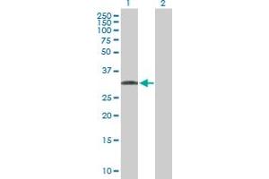 Western Blot analysis of C1QTNF7 expression in transfected 293T cell line by C1QTNF7 MaxPab polyclonal antibody. (CTRP7 抗体  (AA 1-289))